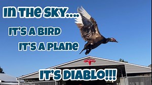 85K views · 7.5K reactions | Ima Survivor Donkey and Farm Animal Sanctuary on Reels | Facebook