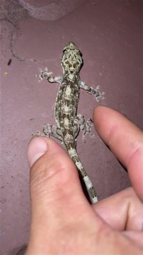 Funny Grasshoppers, House Centipedes, Lizards, and Lanternflies