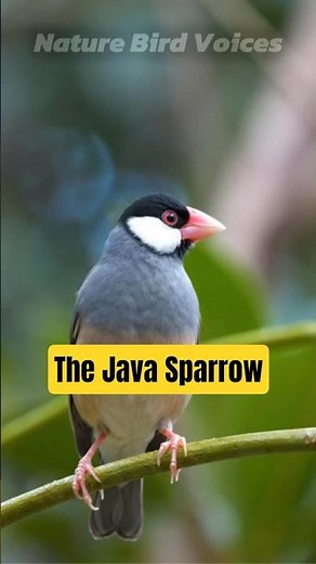 The Java Sparrow | Padda oryzivora #birds #birdsong #birdsounds