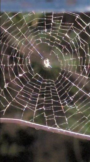 Nature's Creation Of Home | Tiny Spider Making Web #naturelovers #naturehouse #beautyofnature