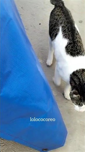 Lolo's Chill Stroll #catlife