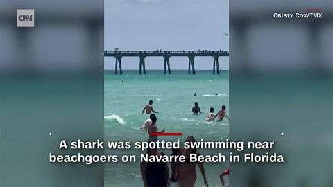 'Good God, people': Shark sends beachgoers running for shore