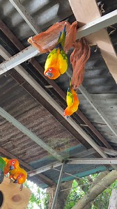 2.7K views · 86 reactions | maui wowie | open daily from 7AM to 8:30AM | DENR CWR No. R4A-CWR-2017-CAV-046 | Eboy Sabater's Aviary | Facebook