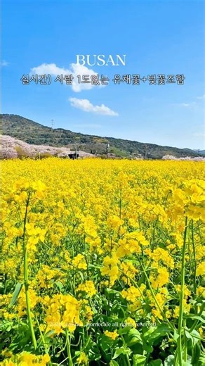 💛 ✨️ #실시간부산 #철마유채꽃밭📍촬영일 26.4.10지금 부산에서 제일 이쁜곳💛기장 철마 곰내연밭 유채꽃 드디어 터졌습니다유채꽃은 만개✔️