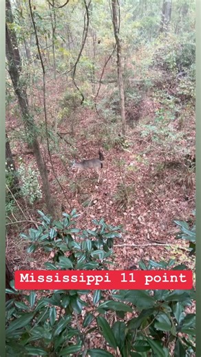 81K views · 494 reactions | 11 points all day! #deerhunting #Mississippi #realsouthway | Real South Hunting | Facebook