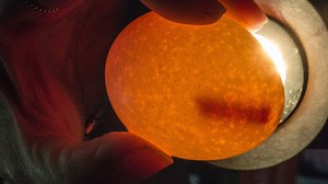 How Can I Tell If My Bird’s Eggs Are Going to Hatch?