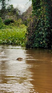 See Jaguars Swim! These Big Cats Are Surprisingly Good in Water. #Jaguar #BigCats #WildlifeConservation #NatureLovers #AnimalKingdom #Pantanal. #WildlifePhotography | Roger Benedik
