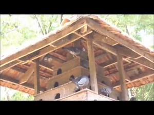 A traditional pigeon loft - pigoen house