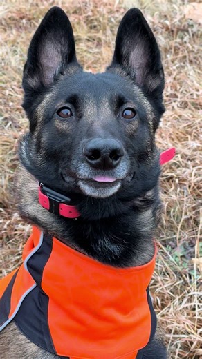 She gone 😂👀 | my dog