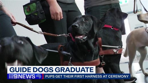 The state's newest Guide dog pups have strutted their stuff at a graduation ceremony in Cammeray today. With wagging tails and boundless potential, these four-legged friends might be small, but they're going to make a big difference to those they serve. #9News | 9 News Sydney