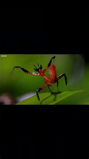 Nature's Kung Fu Master: Mantis vs Spider! 🥋🦗 #DarkNature