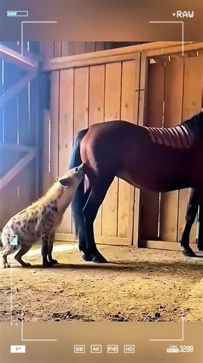 Donkey Defends Against Aggressive Hyena