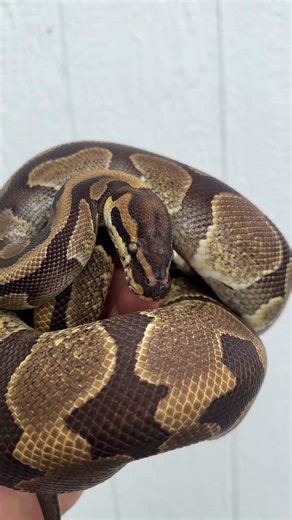 Enchi het Pied from BHB !!Clean animal and feeding strong available now