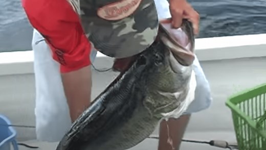 Watch Japanese Angler Manabu Kurita Catch The World Record 22-Pound Largemouth Bass In 2009 | Whiskey Riff