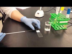 Bacterial Smear Preparation Using Bacti-Loop