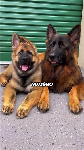 Top 3 GUARD DOG Breeds You Need to Know