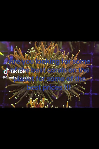 Exquisite Corals and Marine Life Auctions