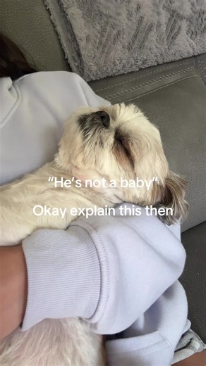 Adorable Shih Tzu Moments That Melt Hearts