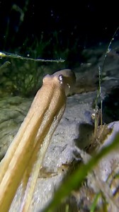 Happy World Octopus Day! 🐙 Today we celebrate these incredible creatures and their remarkable intelligence! 🙌🏼 Have you ever come across an octopus during a dive? What did it look like? 💙 📷 IG 'emilymaydive' #WorldOctopusDay | PADI