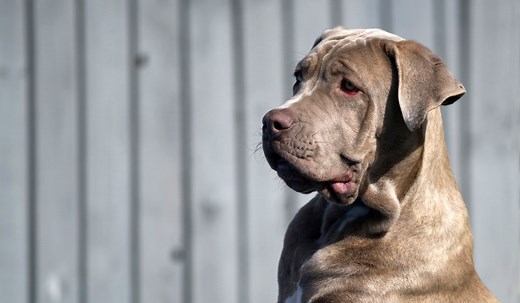 Daniff 101: (English Mastiff x Great Dane)