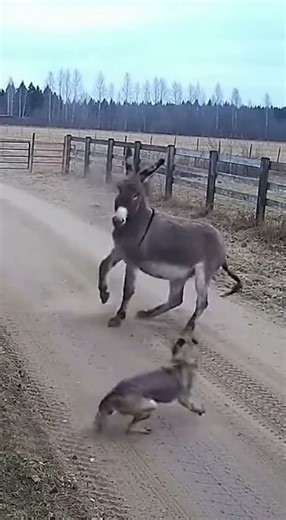 Donkey vs Dog Lunge Relentless：💥🐾 Hooves Pound, Paws Kick Up Flying Dust