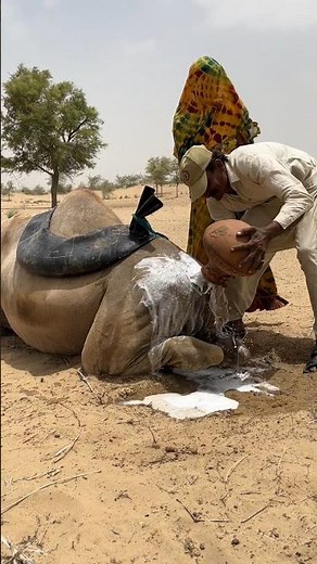 🐪💧 مزارعٌ يعتني بجمله ويسكب الماء عليه في حرِّ الصحراء
