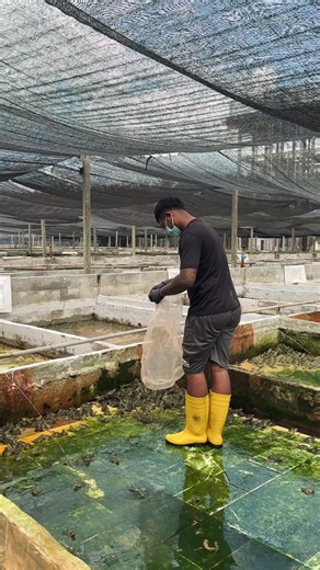 De-Stressing with Bullfrog Catching: A Fun Adventure