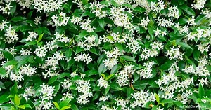 Star Jasmine Vine Care: Growing The Trachelospermum Jasminoides