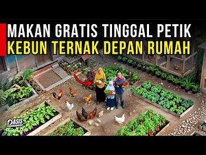 BERKEBUN DAN TERNAK AYAM KAMPUNG DI DEPAN RUMAH, SEMUA GRATIS TINGGAL AMBIL | SLOW LIVING