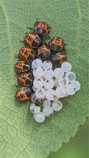 I found baby Stink Bugs #insects #stinkbugs #nature