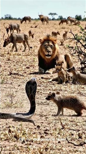 Cobra vs Mongoose – Speed vs Venom 🐍🐍