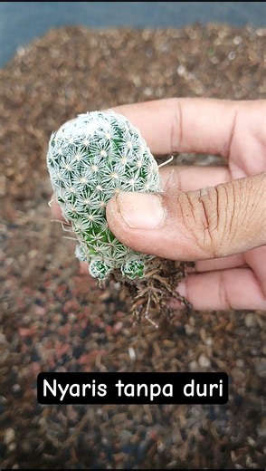 Unpotting Mammillaria duwei from a small pot #aridzona #cactus #minicactus #mammillaria