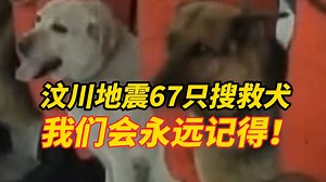 “5·12”汶川地震17周年祭，67只搜救犬已全部离世，感谢这些为人类拼过命的小英雄，我们会永远记得！