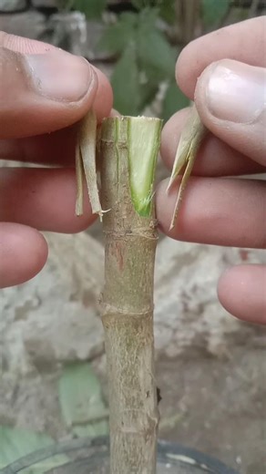 Grafting Made EASY with Amazing Plant Ideas 🌱