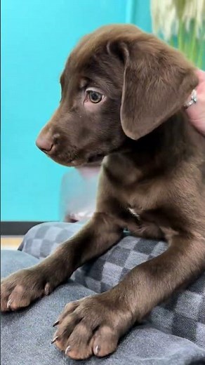 Important Thought Process in Progress! 🤔🐾 Chocolate Lab Puppy | Petland Tulsa