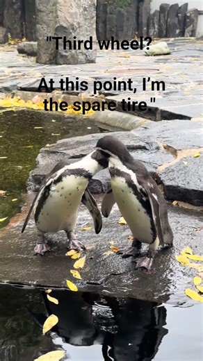 What's Happening here ? Can anyone explain this 😂 #penguin