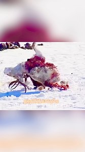 26K views · 915 reactions | Dünyanın En Korkusuz Hayvanı: Ayı Porsuğu Wolverine 說 #Wildlife #medyabilgini #documentary #animals #honeybadger #nature #explore #wolverine | Kerem Bilgili | Facebook