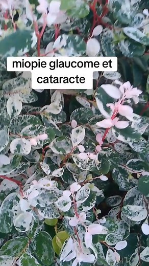 Miopie glaucome et cataracte #fypシ #pourtoipage | Mazout Lawson