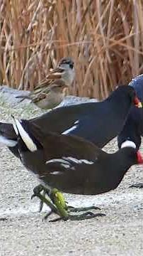 Los pájaros más domésticos que nunca