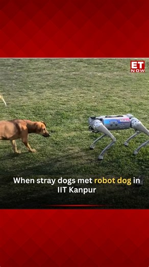 The lawns of Indian Institute of Technology (IIT) Kanpur recently witnessed a unique encounter when real dogs encountered a robotic dog. This intriguing event took place during IIT Kanpur's annual tech festival, Techkriti, and a video capturing the moment has gone viral on Instagram. #RoboticDog #StrayDog #ViralVideo Video Courtesy: @dr.mukesh.bangar | ET NOW