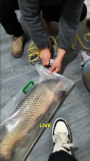 This is how live fish survive long journeys.