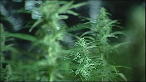 Drugs gang sentenced after raids