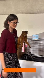 15K views · 1K reactions | 퐀퐁퐘퐒퐒퐈퐍퐈퐀퐍. 퐴퐿푀퐴푅푂푆 퐸푆푇푅퐸퐿퐿퐴 푀푂푅퐸푁퐴 Judge Wendy Heidt. Championship final. #cfacatshow #abyssinian #abyssiniancat #abyssiniansofinstagram #abyssiniankitten | New Vision Cat Club | Facebook