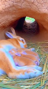 She Didn’t Wake Them. Didn’t Touch Them. Just Walk 🐇💤❤️ | The Tender Wild