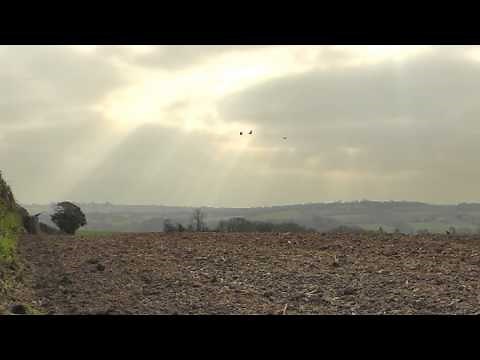 crow decoying - hints and tips