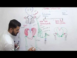L-5 Human skeleton Part 2 Appendicular skeleton in Urdu Hindi by Dr A.Hadi