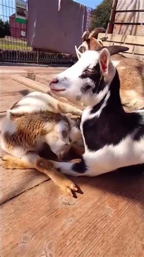 Goat Happiness Captured in 4K 🎥