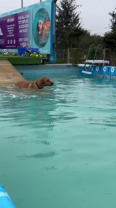 327K views · 9.7K reactions | 11.5yr old German shepherd Tuggy has wobbly back legs, he really enjoyed giving them a good stretch in the pool  | Canine Dip and Dive Maldon | Facebook