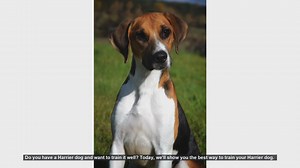 How to Train Your Energetic Harrier Dog: A Step-by-Step Guide