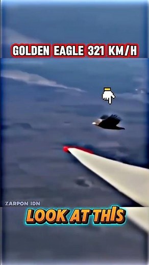 Golden Eagle vs Peregrine Falcon – Who Rules the Skies ? #satwaliar #sanjubaba #truedialogue #bulun